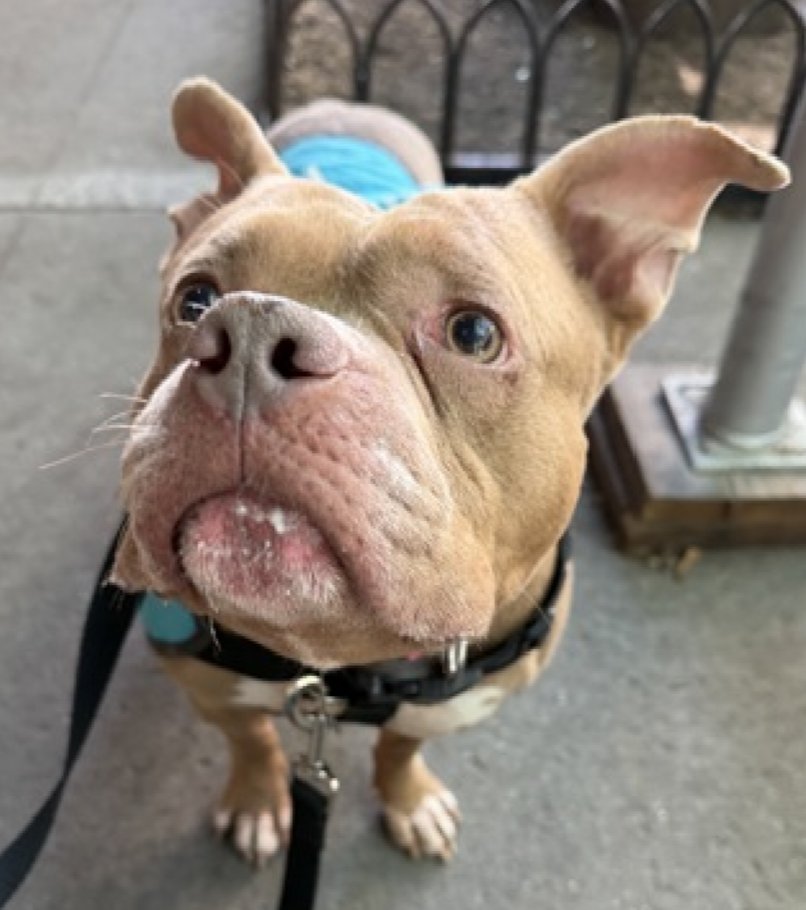 NMBewitched's tweet photo. Dipity
Today NYCACC determined "No Placement"
He is "Awaiting Euthanasia"
Their words not mine
Dipity suffered from a medical aliment in which he never received treatment. Despite being at ACC for 110 days. Once Kill Listed for medical, they removed him from the list but never gave him care he deserved & taxpayers pay for.
Beloved by staff & volunteers for his goofy, fun personality. Lived in a pop-up crate in a busy hallway.
On July 22nd he had a bite incident, whether it was from pain, frustration or human error will never truly know.
What we do know? #NYCACC is a failure. An archaic system. Cruelty, medical malfeasance & their lack of forethought & planning kills dogs everyday.
Your officials @NYCMayor @SpeakerMenin @NYCCouncil @GovKathyHochul are complacent w/ their actions.
Risa Weinstock needs to be replaced as the CEO. @NYCHealthCommr should be removed from being the point man for #AnimalWelfare in #NYC
No media is brave enough to take on the true horrors of NYCACC regardless of all the information sent to them.
If I lived in NYC, I would protest the incompetence of a city run shelter.
Dipity, I am truly sorry you were never respected, cared for & re-homed.