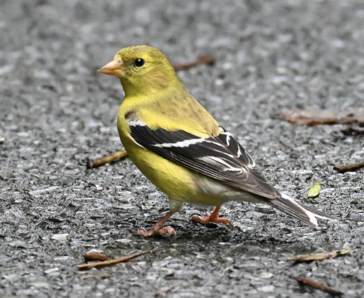 lorifaithnyc's tweet photo. American Goldfinch gives a knowing glance. #birdcpp #birdwatching #mymorningwalk #nyc https://t.co/Fz2bqK2jD6