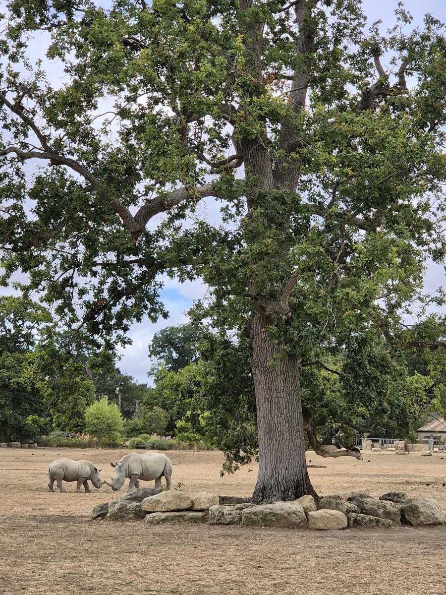 moggie611's tweet photo. A few trees from today's adventure #TreeClub https://t.co/jt9n8y2LZ1