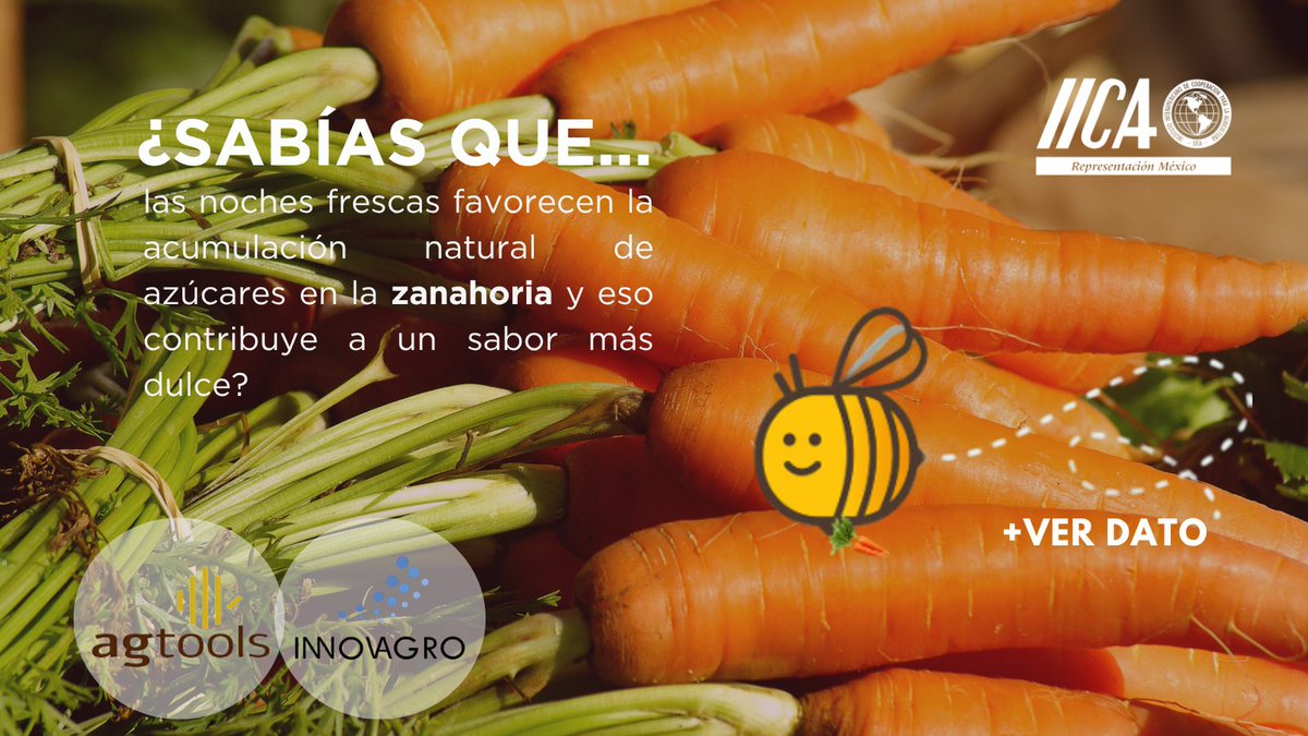 IICAMexico's tweet photo. 🌱 #INNOVAGRONoticias
Hoy en #Agtools, nuestra protagonista es... ¡la zanahoria! 🥕
Descubre los datos más interesantes sobre este cultivo 👉
https://t.co/IN4rFEBhbL
🔹 @ag_tools es una plataforma tecnológica que analiza los mercados agrícolas conectando datos de cultivos con respaldo científico de universidades y organismos oficiales.
🔹 Y la @redinnovagro, impulsada por el @IICAnoticias, reúne a más de 70 instituciones de 14 países para seguir impulsando la innovación en los sistemas agroalimentarios. 🌎✨