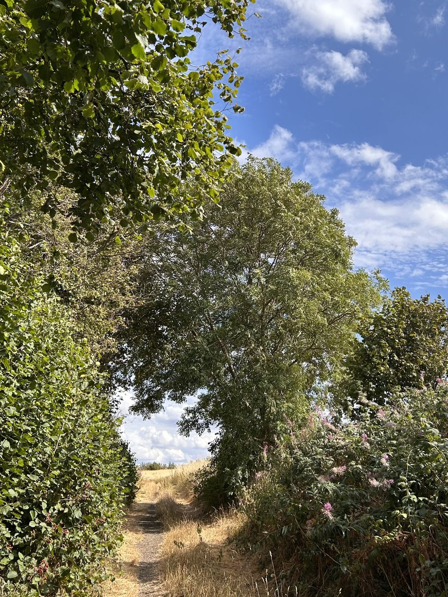 HellingtonBoots's tweet photo. Tree tunnels and blue skies! Perfect. 👌 
#TreeClub 🌳 
#LegsAndLaces 👟 https://t.co/aCEpeKlmZy