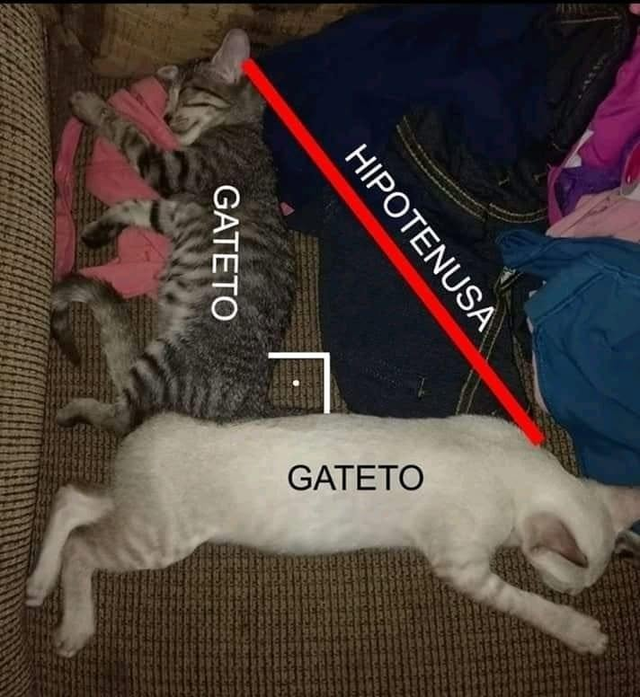 BichinhosFB's tweet photo. Simplesmente a gatemática https://t.co/mmNzHHYmkt