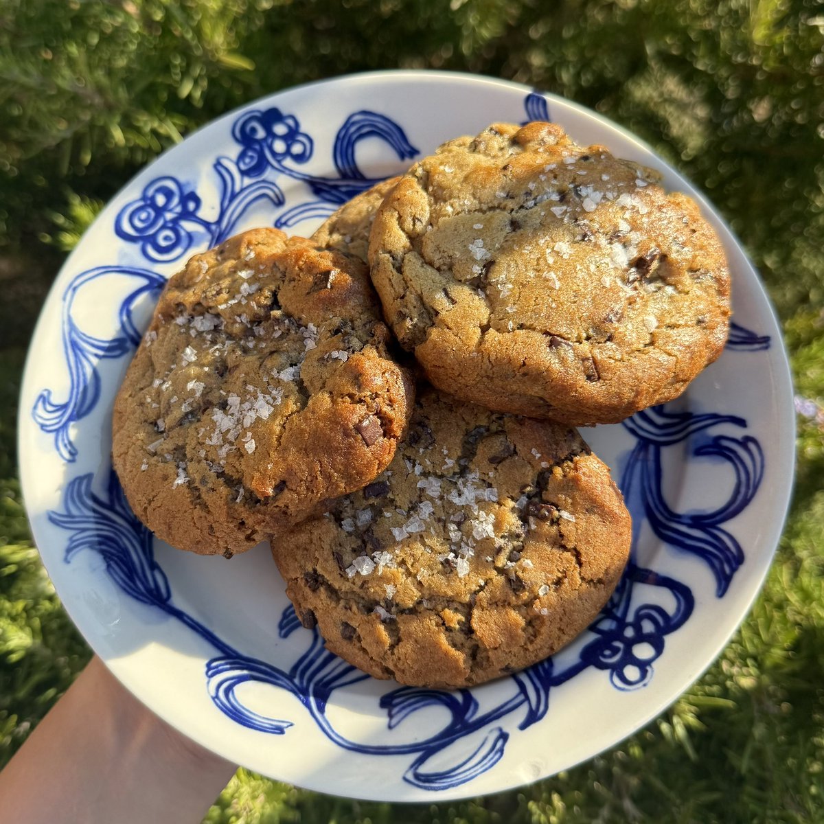 evilwizardbunny's tweet photo. everyday is national chocolate chip cookie day for a real chocolate chip cookie fan like me #chocolatechipcookie https://t.co/rQwcHrPhBQ