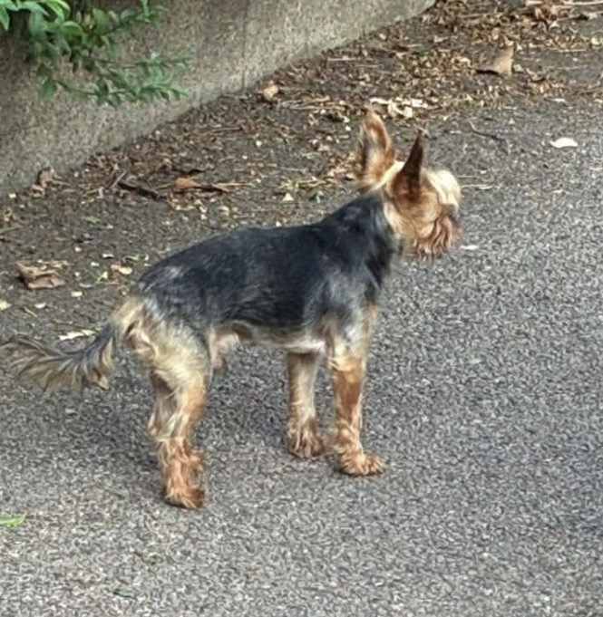 millypod1's tweet photo. 🆘2 AUG 2026 #Lost #ScanMe
ELDERLY Yorkshire Terrier Male
#Edmonton #N9
County #Haselbury #GreaterLondon
Lost in unfamiliar area. He went missing while being looked after by a family member.
Dog lives in #Walthamstow #E17
https://t.co/xyfHTO9RKq https://t.co/qrZQ4geQKa
