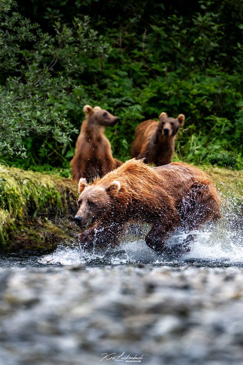 KrisLuckPhoto's tweet photo. Moms #1 Cheerleader - catch those fish and feed the fam you freaking QUEEN 🐻 https://t.co/OYjX56UDu1