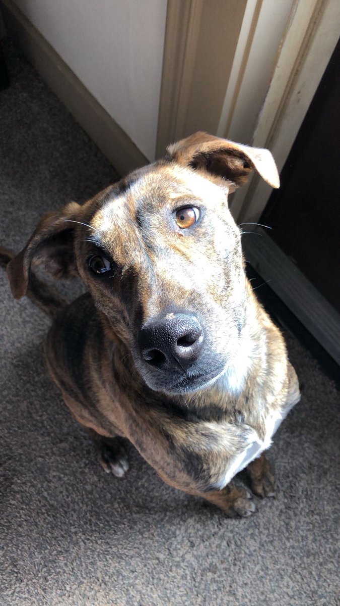 kealohilanii_'s tweet photo. Helios 💛 #babyboy #girlsbestfriend #plotthound https://t.co/b05RVqyfeG