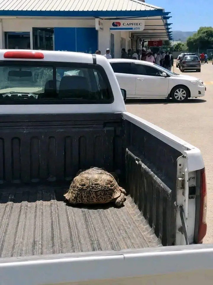 SibuyiPrince's tweet photo. Found this tortoise walking then decided to give it a lift to the nearest town . https://t.co/fw2rbxpMcU