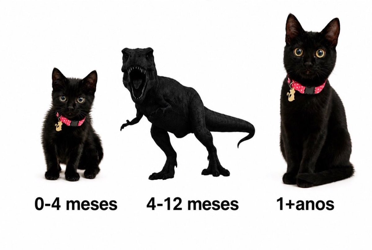 blackscats's tweet photo. Stages of a cat's development : https://t.co/Cnr30abfZa