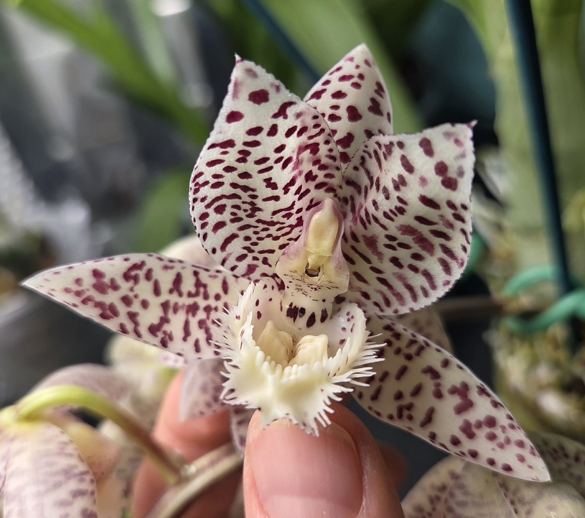 BlueRidgeOrchid's tweet photo. Clo. Cheryl Erins 'SVO ll' x Ctsm. Dentigrianum 'SVO' HCC/ AOS grown by BROSoV member Pam Keebler. She is also the grower of yesterday's post, Dendrobium Hibiki. Gorgeous! https://t.co/Azt80vo8OO