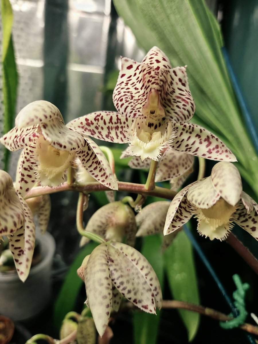 BlueRidgeOrchid's tweet photo. Clo. Cheryl Erins 'SVO ll' x Ctsm. Dentigrianum 'SVO' HCC/ AOS grown by BROSoV member Pam Keebler. She is also the grower of yesterday's post, Dendrobium Hibiki. Gorgeous! https://t.co/Azt80vo8OO