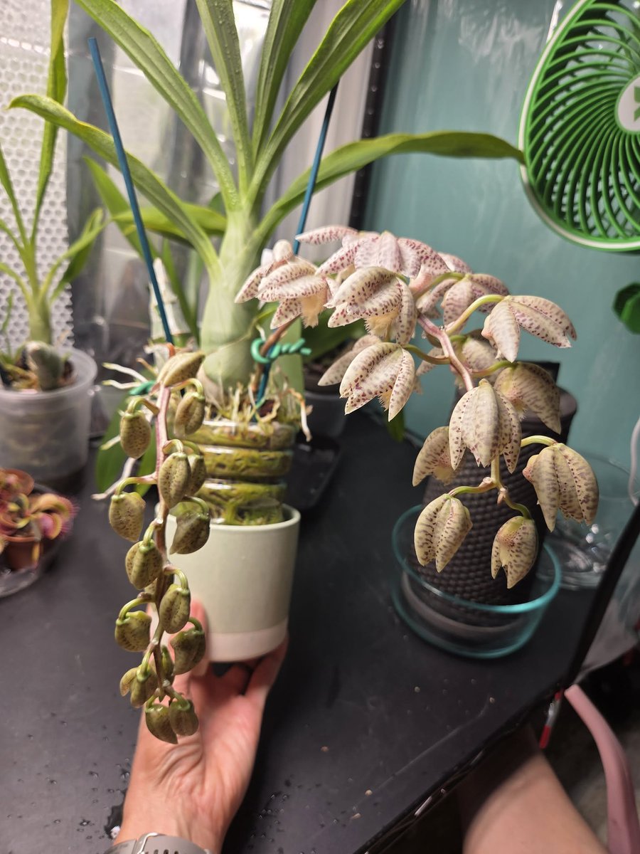 BlueRidgeOrchid's tweet photo. Clo. Cheryl Erins 'SVO ll' x Ctsm. Dentigrianum 'SVO' HCC/ AOS grown by BROSoV member Pam Keebler. She is also the grower of yesterday's post, Dendrobium Hibiki. Gorgeous! https://t.co/Azt80vo8OO