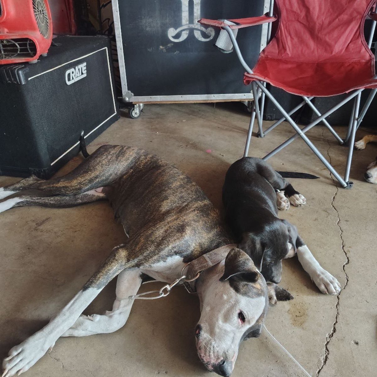 AndGalvez's tweet photo. A brand-new drop is here! 👀🐾 My furry bestie and I are back with another unforgettable moment, and we'd love for you to join us. 🥰 Come check it out!🖇️⬇️
https://t.co/DIrGeEVW7e

#beastiality #dogknot  #zoophile
#k9girl https://t.co/HvNu6fuqXe