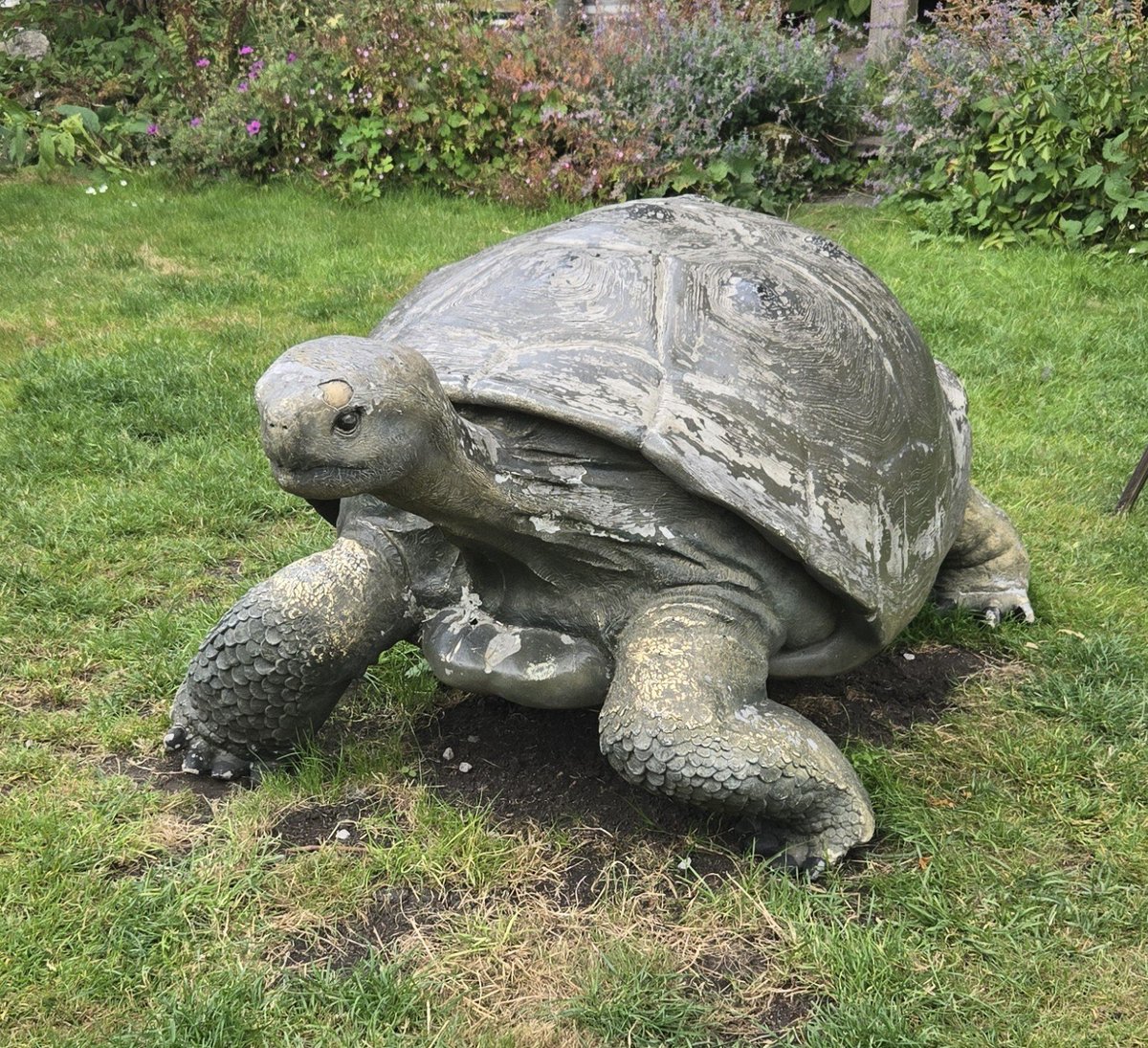 gnometweeter's tweet photo. BIG TORT ON #TORTOISETUESDAY
yyeeeessssss https://t.co/6i2AABDVtP