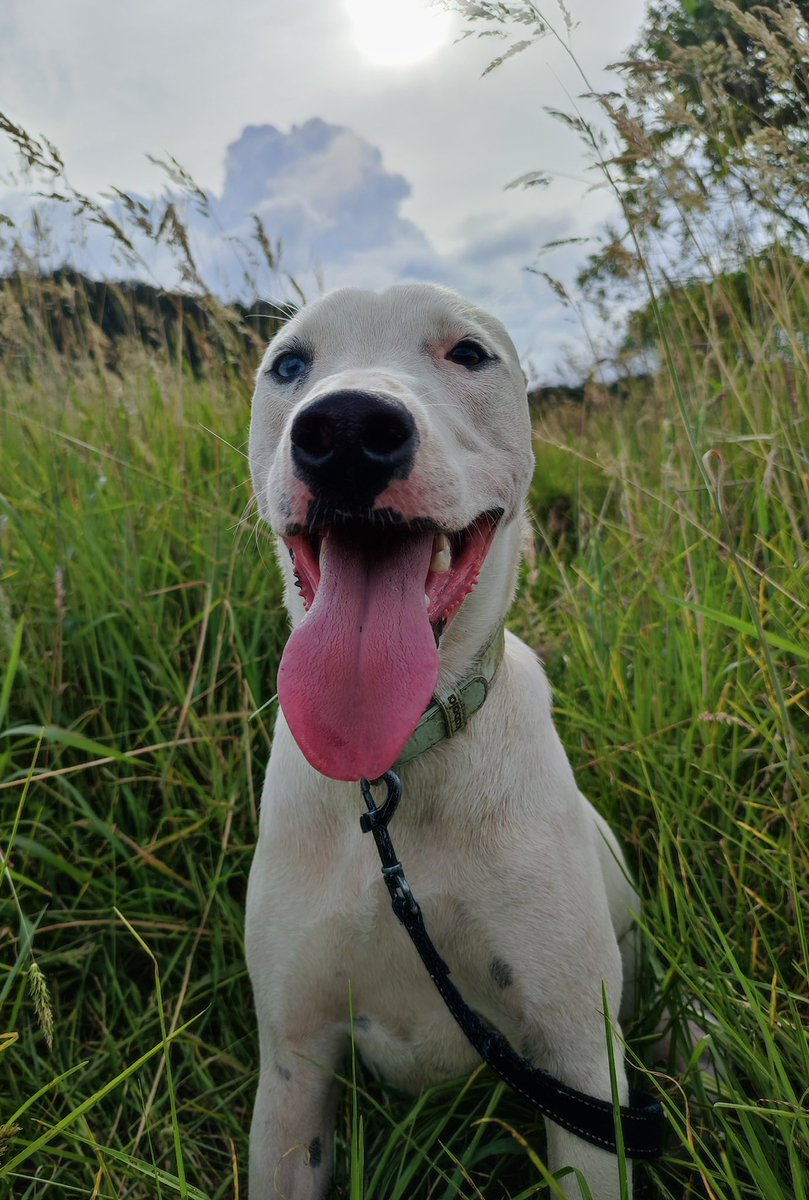 piernasbionicas's tweet photo. @IvanCepedaCast Un abrazo de osito de anteojos que dé calorcito ante la pérdida. Se va pero se nota que fue profundamente amada 💕 seguro mi Rocha le dio su bienvenida al más allá de perritos que nos acompañaron a resistir 🥹 https://t.co/IoSIZQUP9i