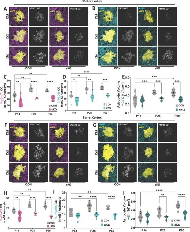 SfNJournals's tweet photo. #JNeurosci: Findings from Pinkston et al. identify BDNF–TrkB.T1 communication as a key molecular pathway guiding astrocyte‑mediated synaptogenesis with broad implications for neurodevelopmental and neuropsychiatric disorders.
https://t.co/H3pfc7JoV0 https://t.co/0z9TK3tOFE