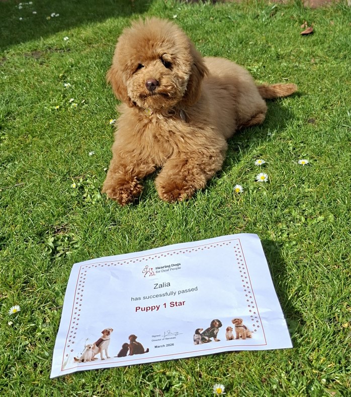 HearingDogs's tweet photo. So much for Zalia to celebrate 🎉

Our clever miniature poodle has passed the second stage of her hearing dog training - the Puppy 2 Star!

Next up will be building her confidence in public places in her very own training jacket.

Well done Team Zalia 🐾🥰 https://t.co/c3thR1JDuu