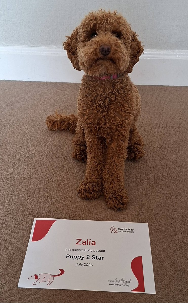 HearingDogs's tweet photo. So much for Zalia to celebrate 🎉

Our clever miniature poodle has passed the second stage of her hearing dog training - the Puppy 2 Star!

Next up will be building her confidence in public places in her very own training jacket.

Well done Team Zalia 🐾🥰 https://t.co/c3thR1JDuu