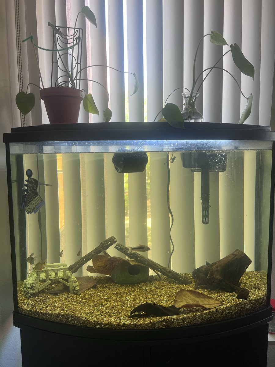 fayyfayyyth's tweet photo. Added a few things to start the black water tank and I’m super happy with it so far, plants will be coming in soon! https://t.co/1xnbC2ATSX
