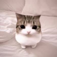 ampifiy's tweet photo. how pin views you!!

( your name ) core
cat
album cover
drink https://t.co/DGOu7dRU9R