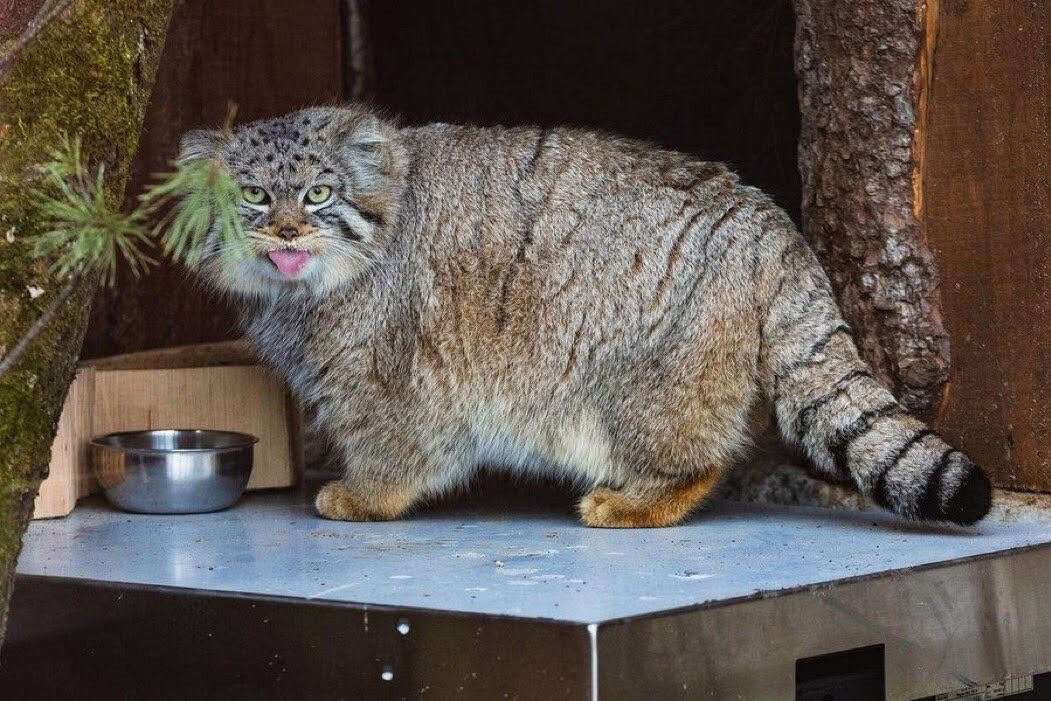p1nkempress_'s tweet photo. stick yo tongue out https://t.co/4Vx9jutbYN