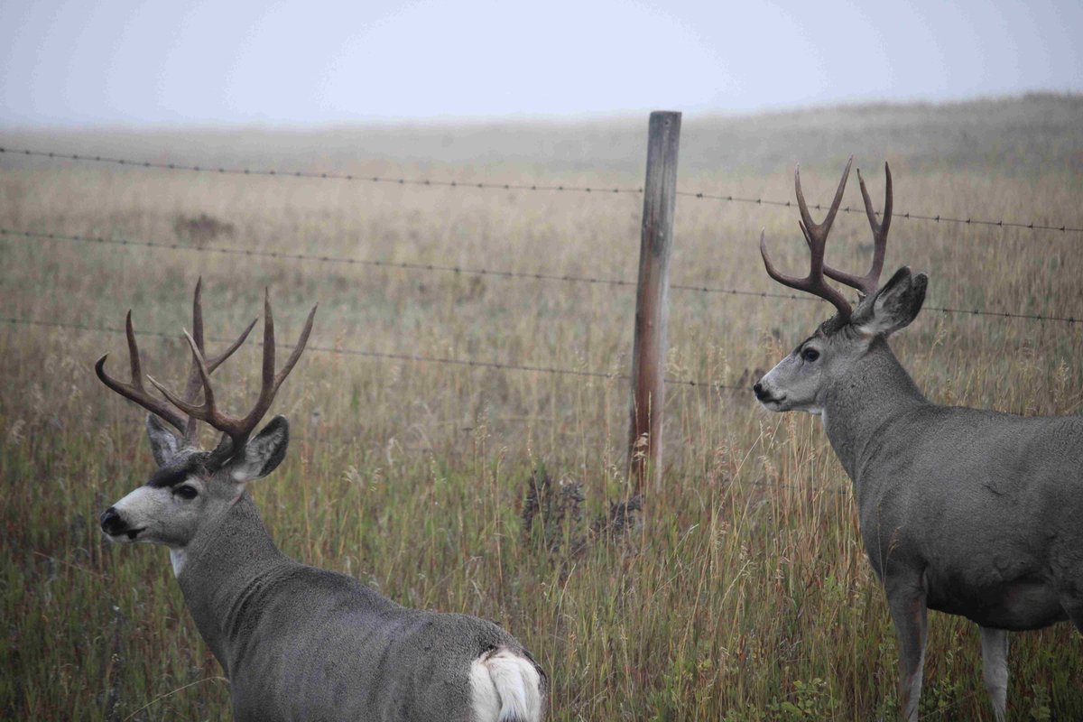 harvestyourown's tweet photo. Are you planning your fall hunting season?
Today is an important date.
๐
August 4 โ 9 AM
๐ฏ Fall Hunting Licences are on sale!
Get general licences & undersubscribed licences.
Be ready with blank tags!
๐โhttps://t.co/JltgErGQiu
#AlbertaHunting #AlbertaRELM #HuntAlberta https://t.co/cZwP5ro4rD