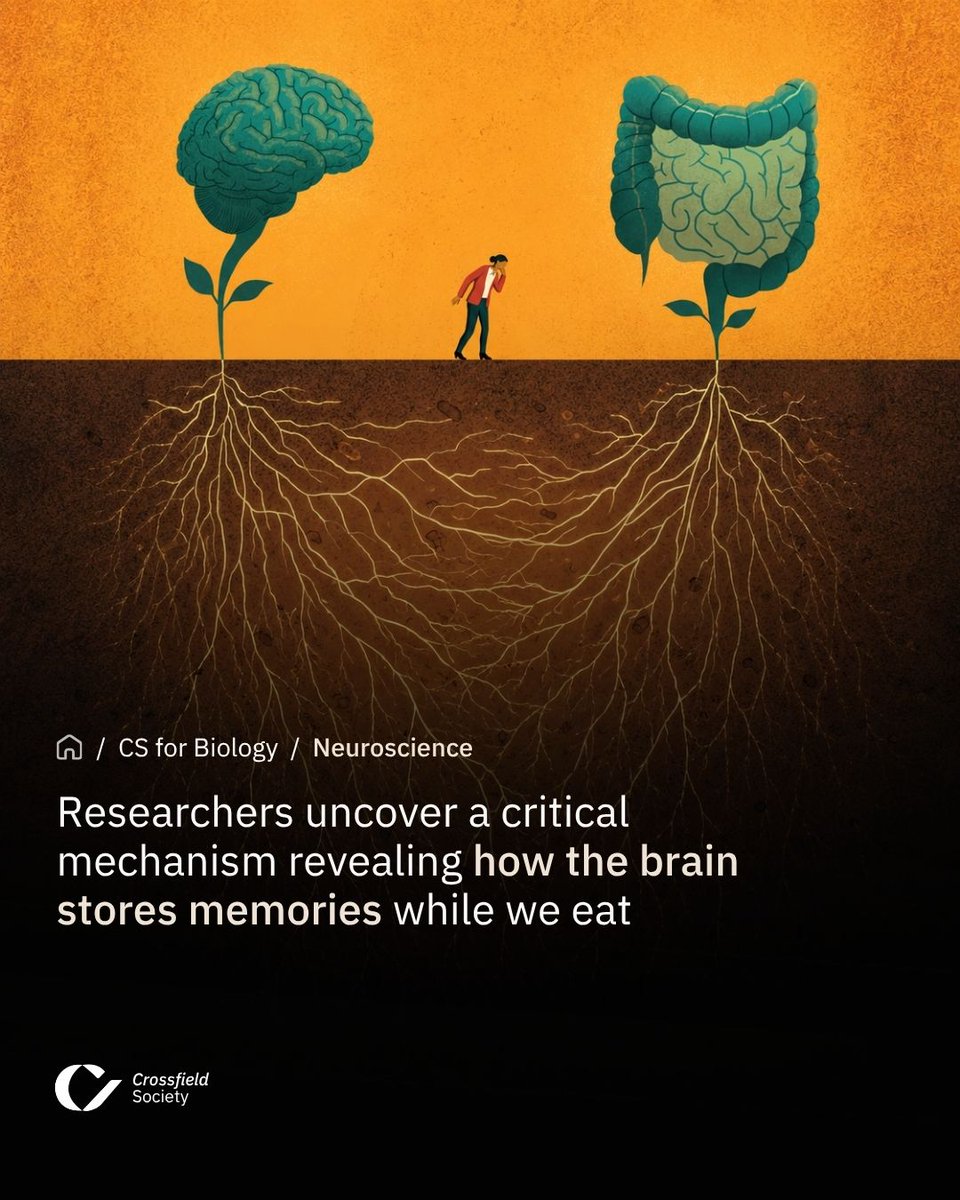 CSBIOGlobal's tweet photo. Eating is about more than energy. A new study shows that signals traveling from the stomach to the brain directly support memory formation while we eat. #Neuroscience #Memory #Science https://t.co/HUv1ChstBu
