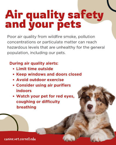 FidoFood's tweet photo. #AirQualityAlert #PetSafetyfirst #WildfireSmoke #PetCareTips https://t.co/JeI8e6buvL