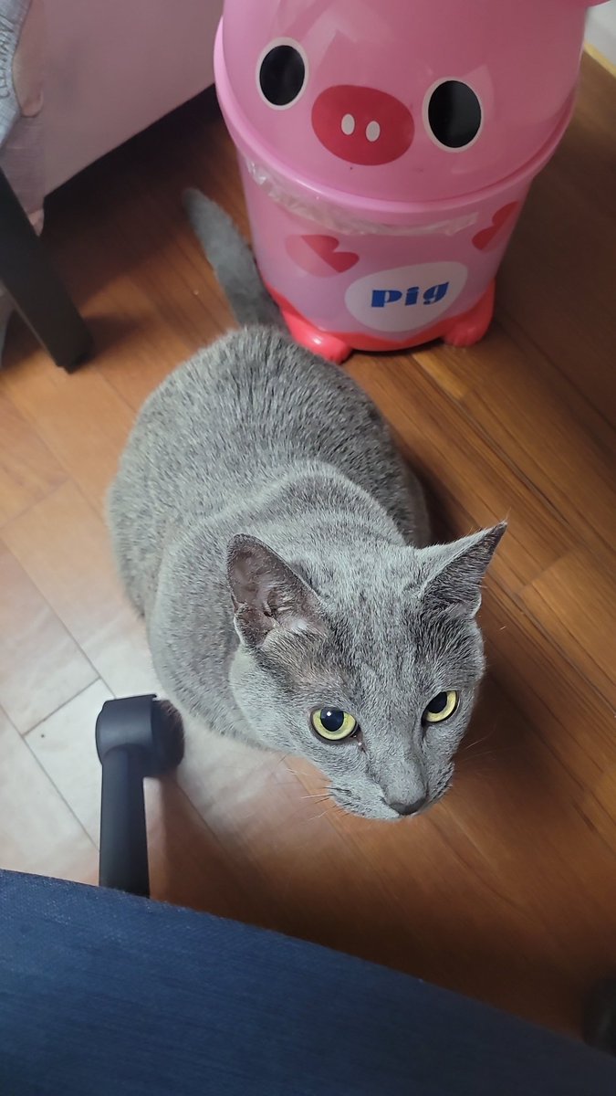 garchi_03's tweet photo. 무릎에 올라올래 표정 https://t.co/XpvqHS57mA