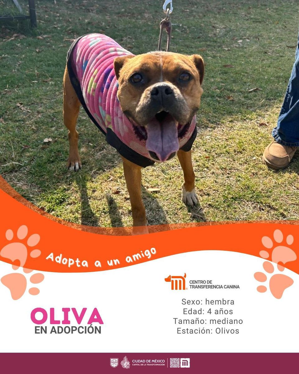 MetroCDMX's tweet photo. "Oliva" está en busca de una familia, si deseas darle la oportunidad de ser adoptada comunícate con el @ctcdelmetro, vía e-mail a: ctc@metro.cdmx.gob.mx  
Consulta requisitos de adopción en 👉🏼 https://t.co/vy9M5dnm1J 🐾  #AdoptaNoCompres 🐶🏡 https://t.co/8N2Rhsd38A