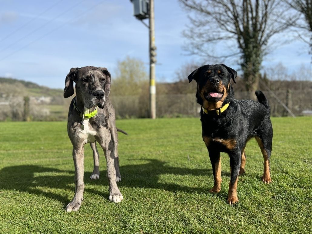 WeAcceptPets's tweet photo. πΎ Axe Vale Caravan Park Review πΎ
"Amazing place to stay. Friendly and welcoming staff. Peaceful and well-kept park and a really lovely caravan all helped to make our stay a brilliant one. Would definitely go back!"
Accepts πΆ
https://t.co/wyQanpiPM6
#GuestReview #CaravanPark https://t.co/IM7S9I3s0z