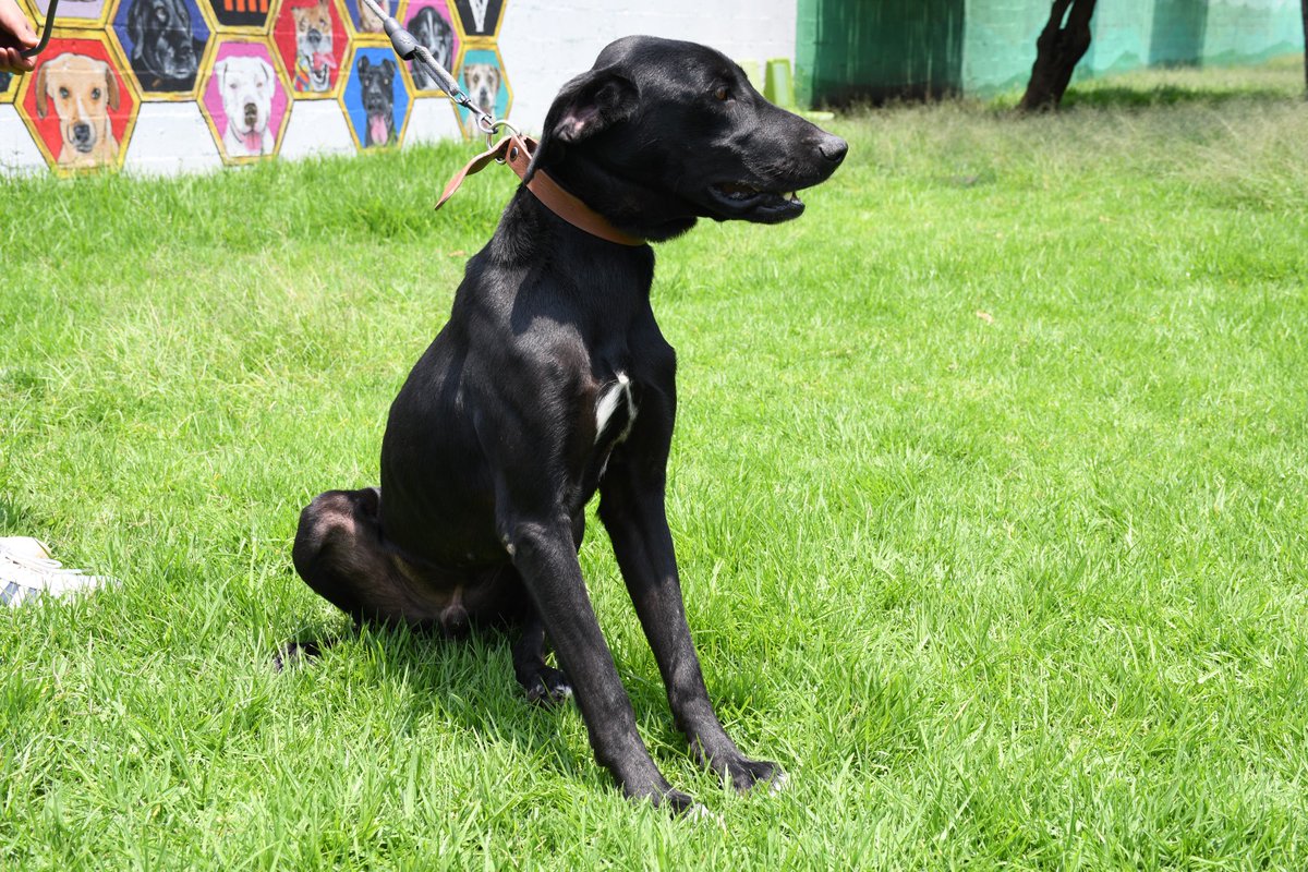 MetroCDMX's tweet photo. Todos los perritos rescatados en las instalaciones de la red, son trasladados al @ctcdelmetro, lugar donde son valorados por médicos veterinarios. Si deseas darle la oportunidad algún lomito, consulta: https://t.co/13Bx1M33yD  🐾 #AUnMetroDeSuHogar #AdoptaNoCompres 🐶🏡 https://t.co/PIU9U8oTKA