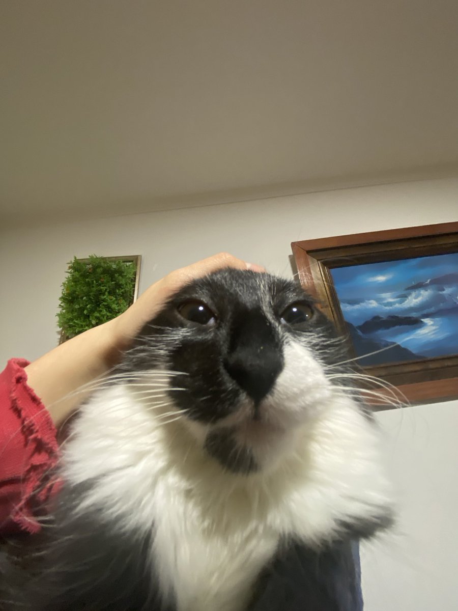 CatsHeld's tweet photo. https://t.co/9bkZBE7jnC