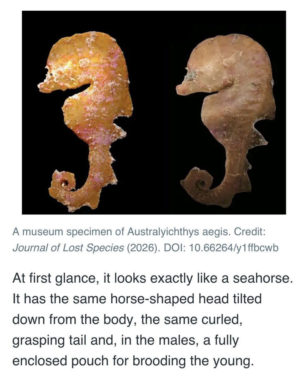 nvolpewild's tweet photo. My brain cannot comprehend this!! 🤯
These incredible newly described fish are NOT SEAHORSES but have evolved a similar shape and behaviours! 
Nature is the BEST! 💙 https://t.co/3CtM9R7MK0
