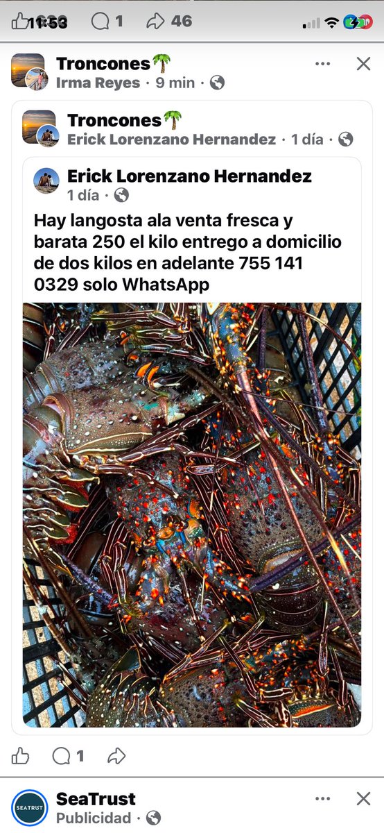 CocoHugues's tweet photo. @Conapesca como pueden comercializar abiertamente la venta de langosta en el estado de Guerrero en plena veda? https://t.co/96WLo7QUd3