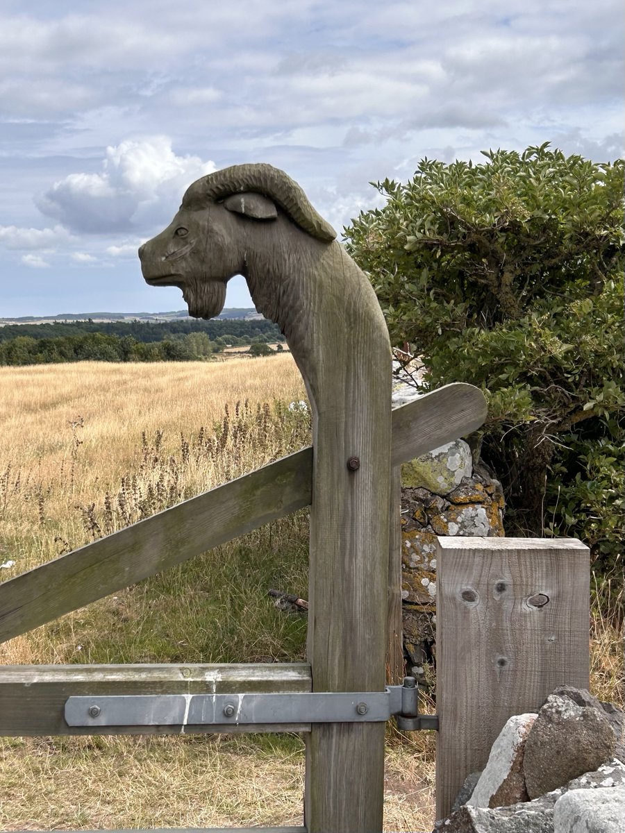 cmcayley's tweet photo. Little details which indicate that this part of the rolling Northumberland farming landscape is the site of a C7th Anglo Saxon royal palace #AdGefrin #AngloSaxons #archaeology https://t.co/q2x82f4Lqv