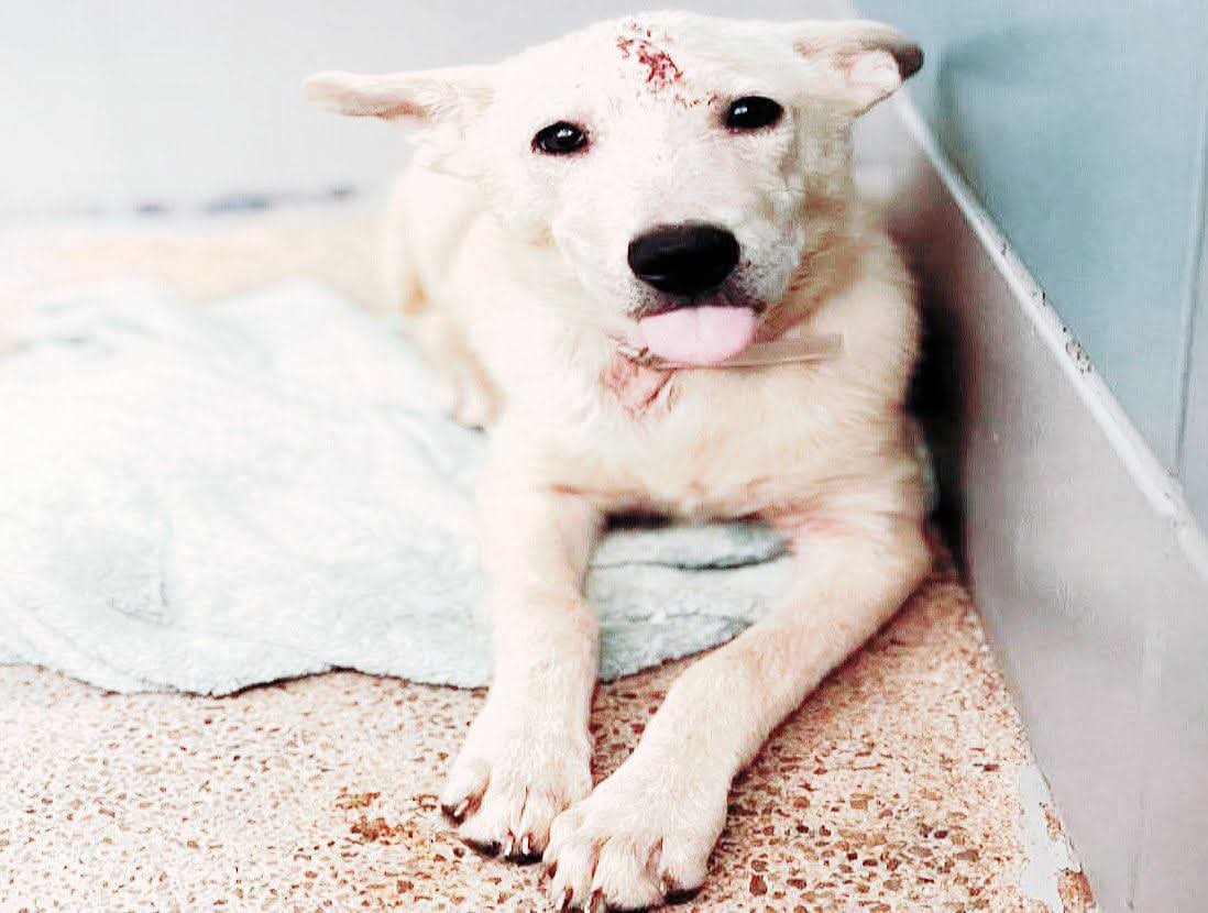 TrinityMcGibbon's tweet photo. 🆘️ On Euthanasia List at BARC, Houston for Tuesday, 8/4/26. Deadline at 1pm 🆘️
ID #A2088338

🆘️ RESCUE ONLY 🆘️

📌 PLEDGE INFORMATION 📌
🆘️ Please do not honor pledges until a freedom picture is added to ensure pledges are going to the rescue that tagged. We will be putting the dog name and rescue name on the freedom picture. 🆘️

🐾🤍 Meet Gracie 🤍🐾

ID #A2088338
6-month-old Female Labrador Retriever Mix (White)
Weight: 12.8 lbs
Intake Date: 7/28/2026

⸻

📈Medical Notes:

Gracie arrived at BARC as an owner surrender and is in urgent need of continued medical care.

This sweet young girl has multiple bite wounds covering her face, head, and left side of her neck. The top of her head has a larger wound with surrounding swelling and soft tissue involvement, and her nose bridge is thickened. These wounds were assessed as infected, and she is currently being treated with Clavamox 125 mg twice daily for 14 days.

Gracie also arrived with significant hair loss around her right eye and across her body. A skin scrape confirmed demodex (demodectic mange). She has received NexGard, DA2PP, Bordetella, Rabies, deworming, and flea prevention.

⸻

🐾Behavior Notes:

No behavior evaluation notes were available at the time of this report. Gracie is only 6 months old and has already endured painful injuries and medical challenges. She needs a patient, loving environment where she can heal, recover, and learn that she is safe.

⸻

Please help save Gracie.

All holds MUST be submitted in writing—please do not call.

📧 barcfoster@houstontx.gov
📧 barcadoptions@houstontx.gov
📧 BARC.Aid@houstontx.gov

Please include Gracie’s seven-digit ID number (#A2088338) in all correspondence.

BARC Animal Shelter
3200 Carr St.
Houston, TX 77026
☎️ (713) 229-7300

⸻

🙏 At only 6 months old, Gracie has already experienced more pain and hardship than any puppy should. She arrived needing medical care, compassion, and someone willing to give her a chance. Please help Gracie heal and find the loving future she deserves.