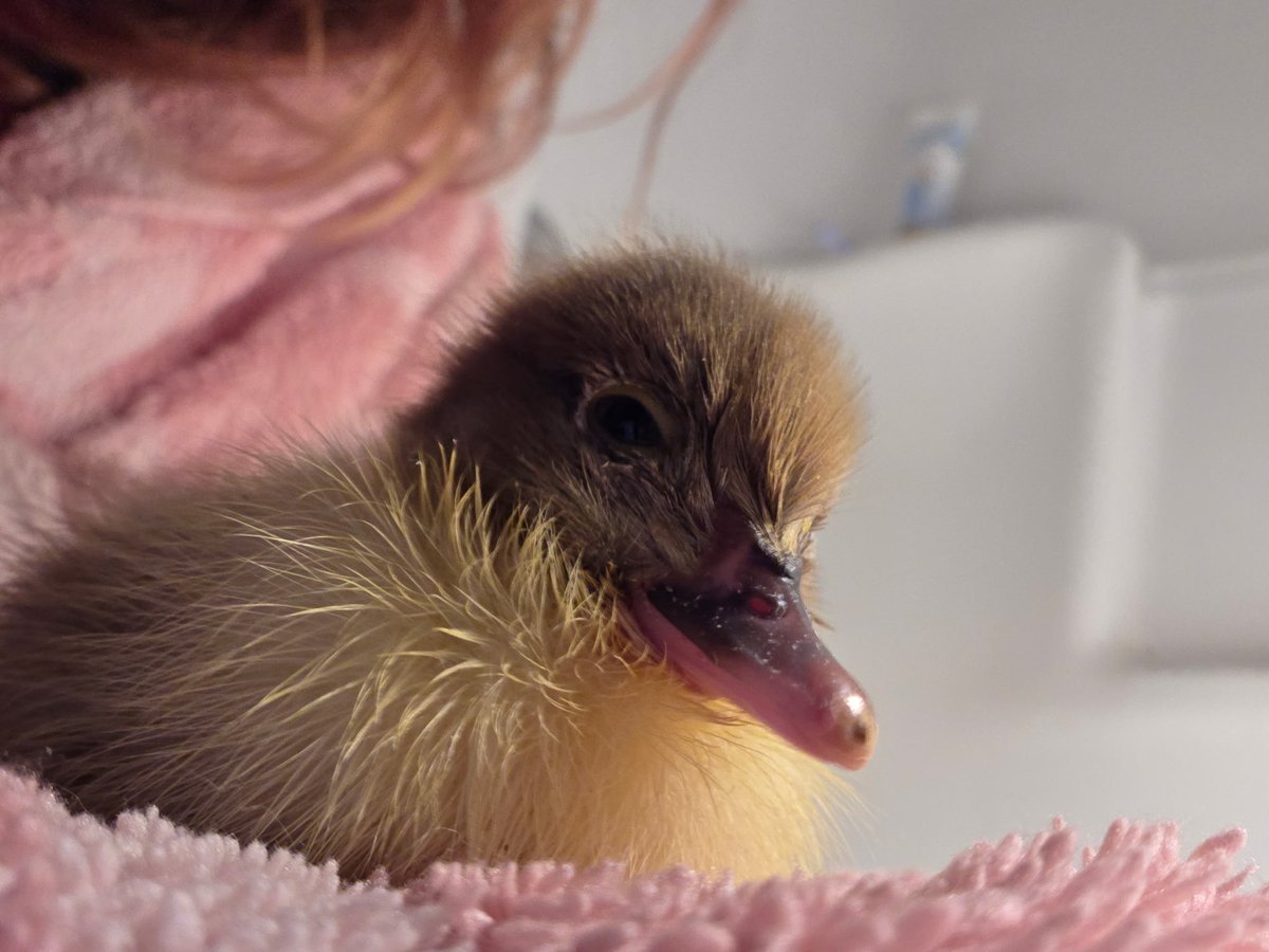 Leg3ndofLink's tweet photo. @sarahfrommars @TheDeluxe4 My sister's ducks, (not chickens but still cute) also she has over 30 haha https://t.co/1llrFyfpeK