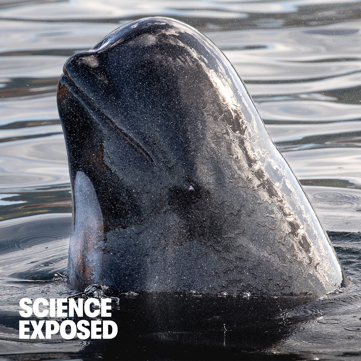 NSERC_CRSNG's tweet photo. 📸
[Reflections of a social mind]
By Elizabeth Zwamborn, @TrinityWestern.

This is one of this year’s #ScienceExposed research image finalists.

To vote for this image in the running for the 2026 
🏆 People’s Choice Award:

▶️ https://t.co/yJifbKNRUg https://t.co/ZM1YGTnG3F