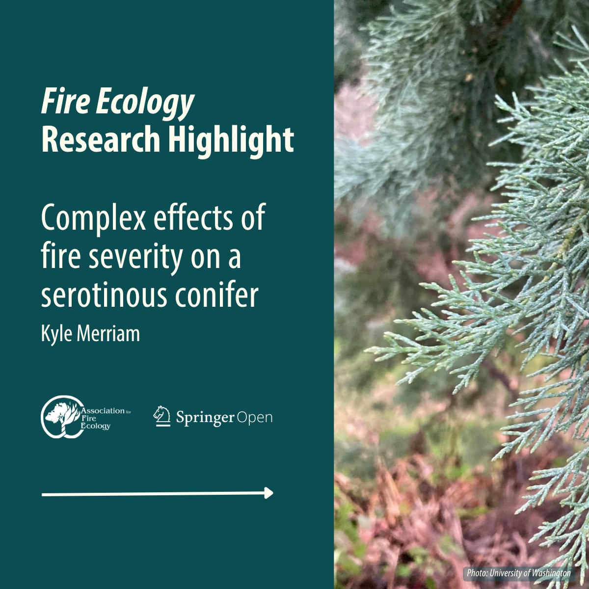 fireecology's tweet photo. Want to learn more about fire severity and Baker cypress? Read a recent research highlight on "Complex effects of fire severity on a serotinous conifer" https://t.co/cyaRuUaKTg (1/2) https://t.co/Y8OOUv9dIf