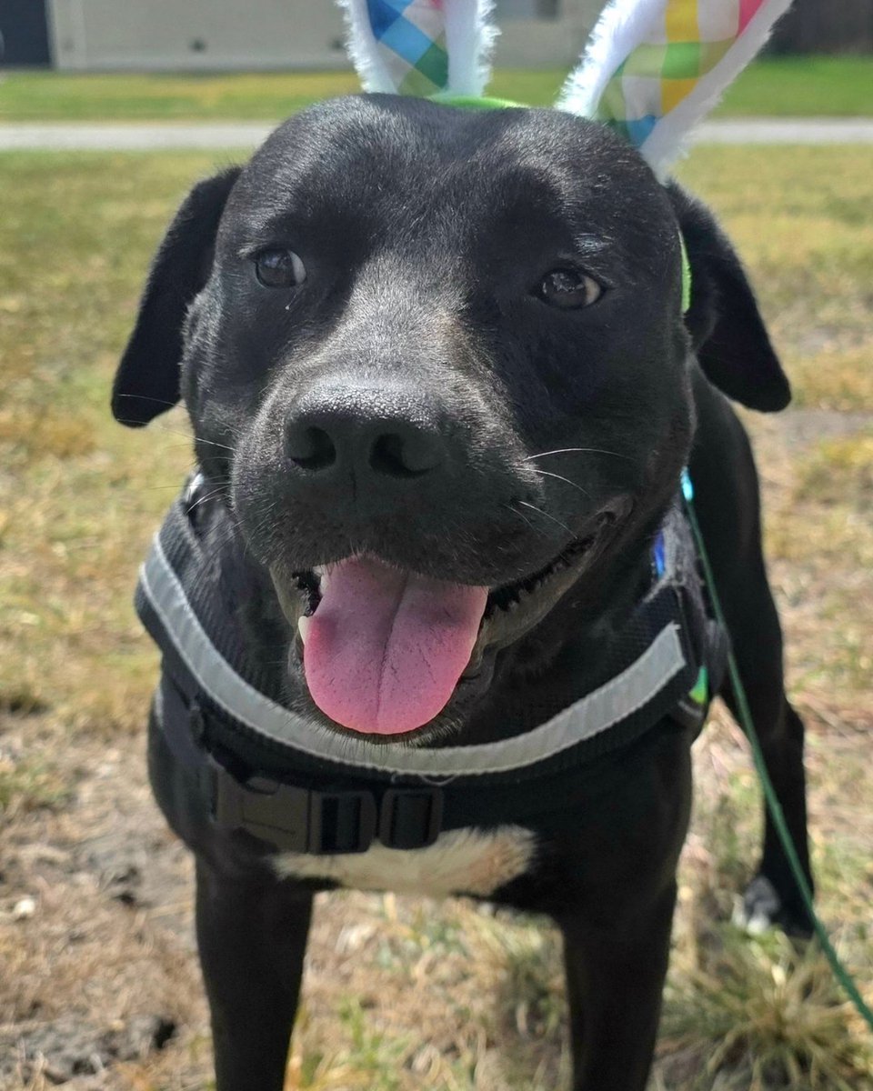 cityofcc's tweet photo. Meet our Pet of the Week: Dice!

Dice walks like a champ on a leash, is sweet, calm, and loves getting pets from the staff. He even enjoyed his first doggy Day out! Dice had a case of the zoomies, had a blast playing in the yard, and enjoyed the car ride! 

Thanks to our friends BISSELL Pet Foundation, all adoption fees are completely WAIVED at Corpus Christi Animal Care Services, 2626 Holly Road! Visiting and adoption hours are from 12:00 p.m. to 5:30 p.m. 

#CorpusChristiTX #AdoptDontShop #CorpusChristi #EmptyTheShelters