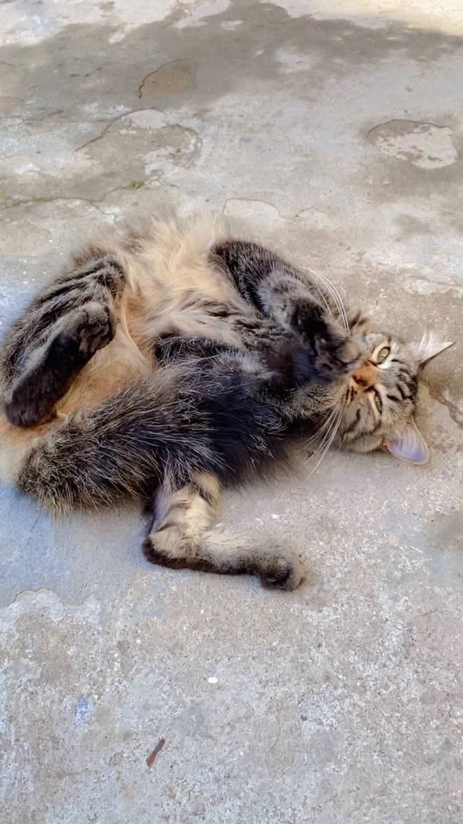 lyssitta's tweet photo. #ServicioSocial
Se busca 🚨🚨
EXTRAVIADA ‼️‼️

Mi gatita se perdió hace una semana
En los alrededores de metrocentro Lourdes, responde al nombre de Nala 

Por favor si alguien la ha visto 
Se los voy agradecer mucho 

Comparto mi # 61499042 https://t.co/3IgfjjnFT7