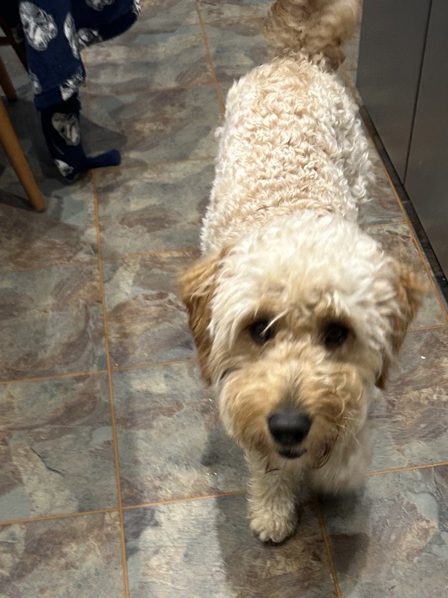 millypod1's tweet photo. 🆘2 AUG 2026 #Lost Doodle #ScanMe
YOUNG Labradoodle Male #PUPPY
Bank Farm, Fox Lane #Holmesfield #Derbyshire #S18 
He has recently had a haircut so doesn’t look very curly.
https://t.co/aiZTxHjTbX https://t.co/M9hD6J2TwO