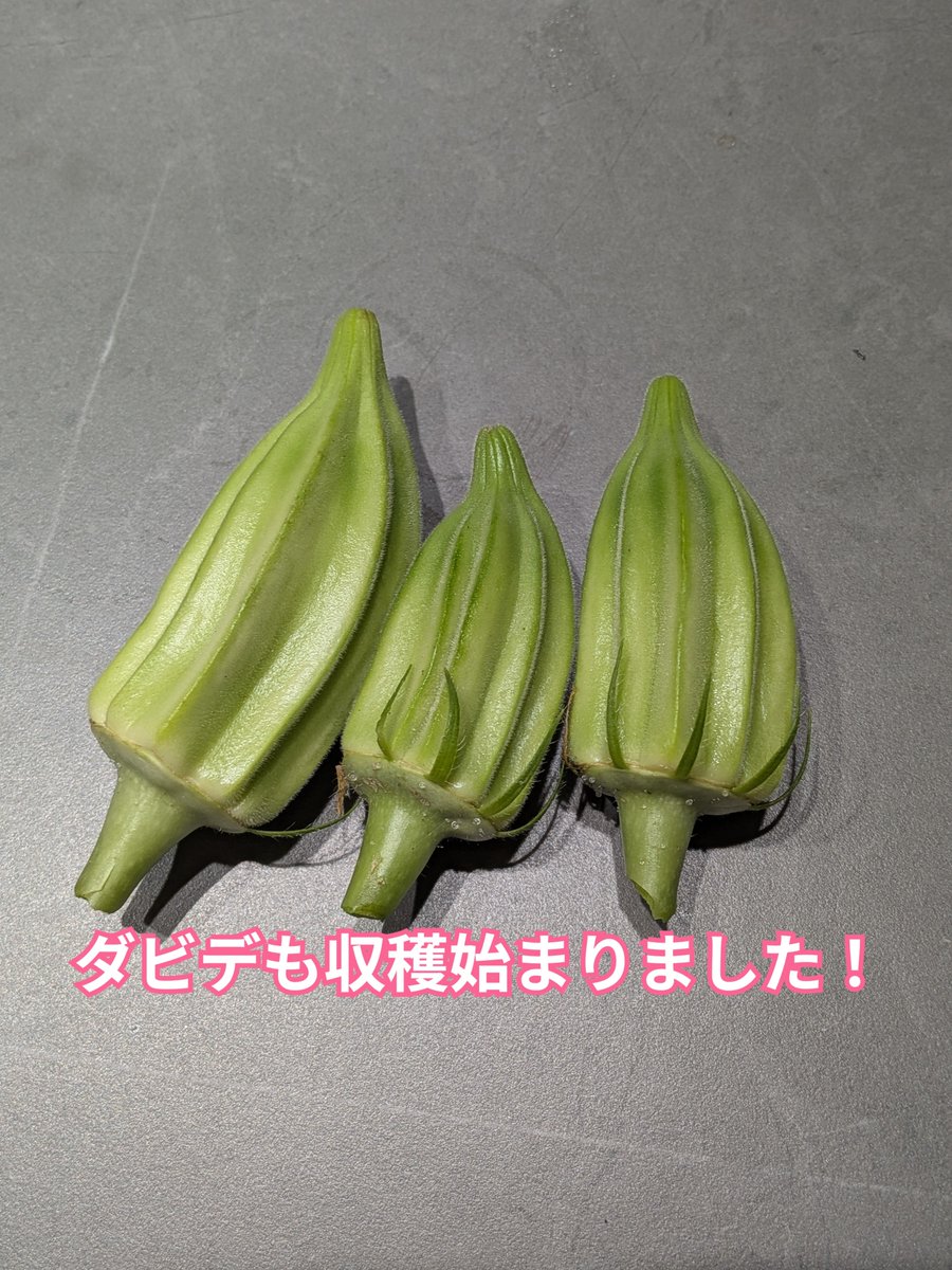 oiseeenippon's tweet photo. 数日前にオクラ��収穫が始まり、少し遅れてダビデも採れ始めました！

ダビデは大きくなりすぎる前に収穫することで、肉厚で柔らかく美味しいオクラとして食べられます。

好きな夏野菜！

記事でも紹介してます↓
https://t.co/zMuDDFeDtz

#美味しい日本 #家庭菜園　#ダビデ　#オクラ　#収穫 https://t.co/8fzFgocFoQ