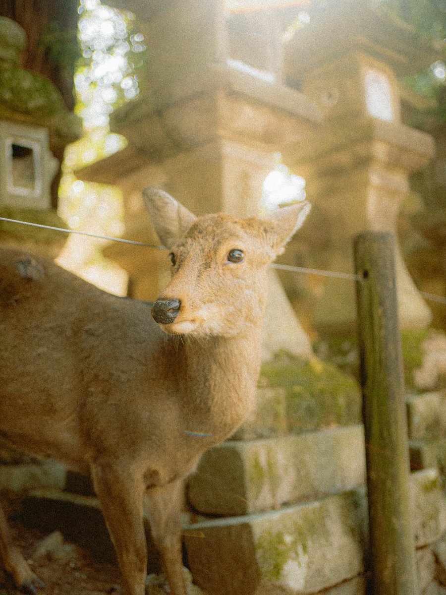 beezpictures's tweet photo. Golden hour in Japan felt surreal https://t.co/JyfW9h6kEa