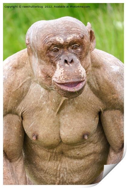elsolo00's tweet photo. @iSeeChimps This is who posted that. Just so y'all know. He's as smart as he looks. https://t.co/3k9TBOFPEs