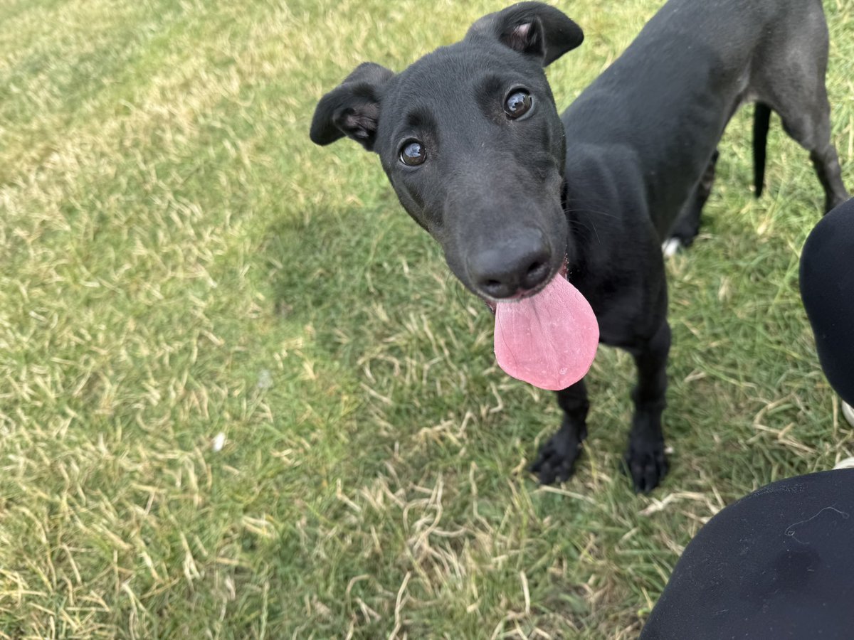 dobson_vicky's tweet photo. It’s Tongue out Tuesday from Baby Lila 👅 

@dogguesser2 https://t.co/nQnGMHL7YJ