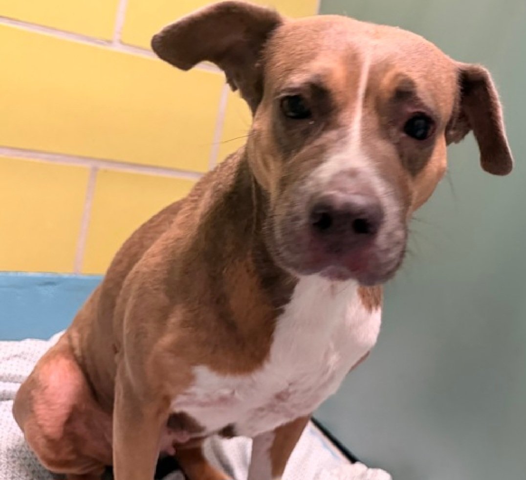 MorgFairsdogs's tweet photo. Lucy 260681
Kill Command 
#NYCACC #RescueOnly 
She is a cute 4 yr old
Terrified in care 
Bites tools used to leash her
Trembling, shutdown, refuses to eat
Active &amp; playful in prev home
Needs exp all adult home
Save Lucy!
#Pledge4Rescue #foster #adopt https://t.co/4rVlLiHqdZ