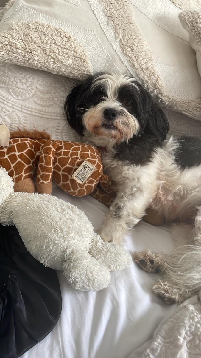 millypod1's tweet photo. 🆘4 AUG 2026 #Lost Martha #ScanMe
Maltese Female
Lewman Close #Probus #Truro #Cornwall #TR2
May have gone to fields https://t.co/1vwdCPRw9V https://t.co/jz9MQIX9RS