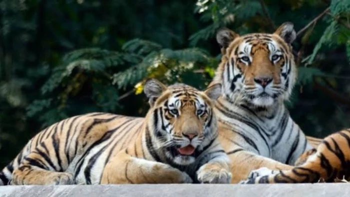 Rootsalert's tweet photo. Chhattisgarh Greenlights Madhya Pradesh Tiger Transfers to Rebuild Reserves
Read more- https://t.co/m58u5f3uP5

#Chhattisgarh #TigerRelocation #Achanakmar #MadhyaPradesh #KedarKashyap #WildlifeConservation #ForestDepartment #UdantiSitanadi #ProjectTiger #CentralIndia #RootsAlert https://t.co/rO6aCoep88