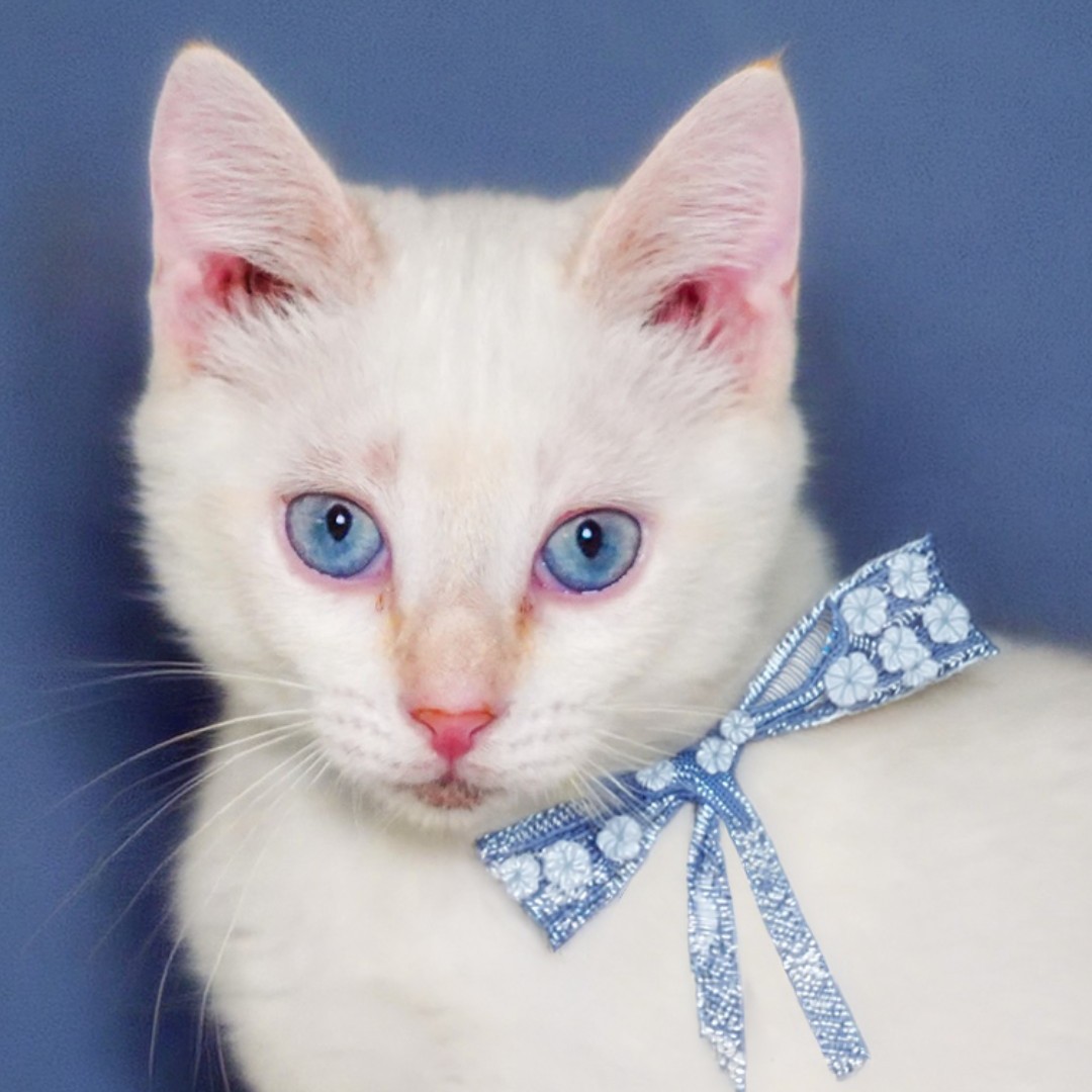 humanecharlotte's tweet photo. Meet Ancient Tree Spirit, a tiny adventurer with a big personality! This 3-month-old girl is bursting with kitten energy and is always ready to pounce, chase, climb, and investigate whatever catches her eye.

➡️ https://t.co/dYkI9rjuSE https://t.co/2nuTwFEQND